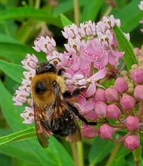 Bombus griseocollis