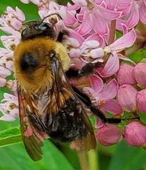 Bombus griseocollis