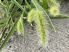 Setaria viridis