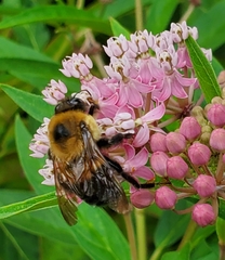 Bombus griseocollis