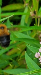 Bombus griseocollis