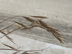 Bromus catharticus