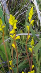 Synaphea gracillima