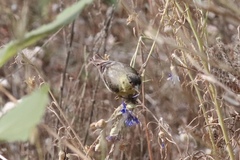 Spinus psaltria