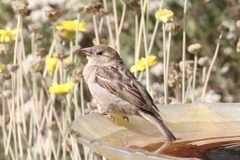 Passer domesticus