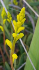 Synaphea gracillima