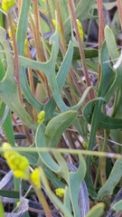 Synaphea gracillima