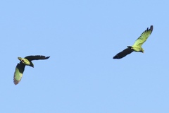 Amazona viridigenalis
