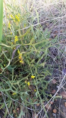 Synaphea gracillima