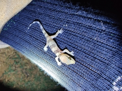 Hemidactylus whitakeri