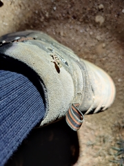 Hemidactylus whitakeri