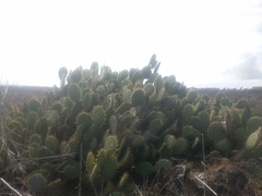 Opuntia oricola
