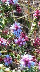 Andersonia caerulea