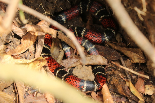 Variegated False Coral Snake