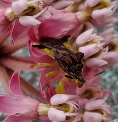 Phymata pennsylvanica