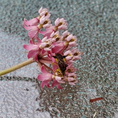 Phymata pennsylvanica