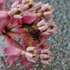 Phymata pennsylvanica