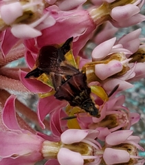 Phymata pennsylvanica