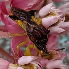 Phymata pennsylvanica