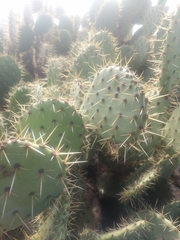 Opuntia oricola