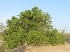 Salvadora oleoides