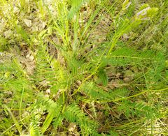 Astragalus austrosibiricus