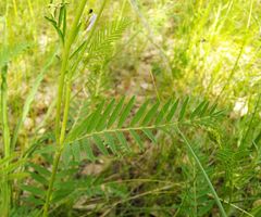 Astragalus austrosibiricus