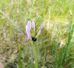 Astragalus austrosibiricus