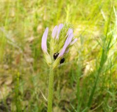 Astragalus austrosibiricus