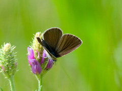 Cyaniris semiargus