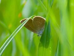 Cyaniris semiargus