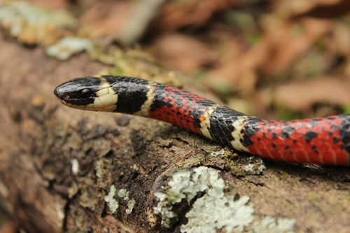 Variegated False Coral Snake