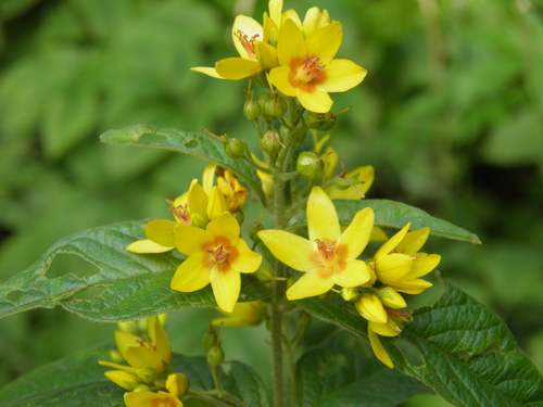 Paprastoji šilingė