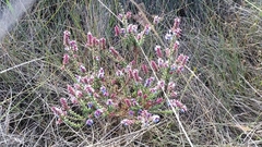 Andersonia caerulea