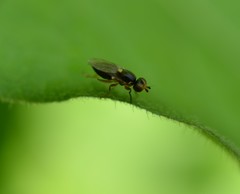 Diptera