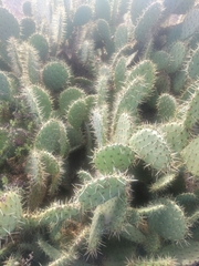 Opuntia oricola