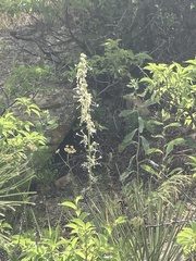 Ipomopsis aggregata candida