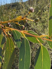 Eucalyptus luehmanniana