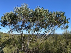 Eucalyptus luehmanniana