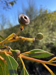 Eucalyptus luehmanniana