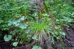 Carex elongata