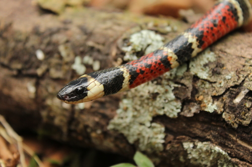 Variegated False Coral Snake