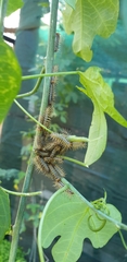 Acraea aganice aganice