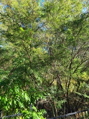 Leptospermum polyanthum