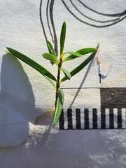 Leptospermum polyanthum