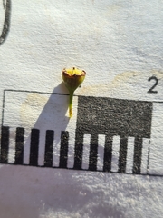 Leptospermum polyanthum