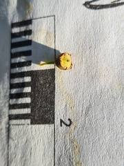 Leptospermum polyanthum