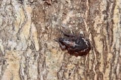 Oxyops fasciatus