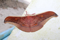 Antheraea assamensis