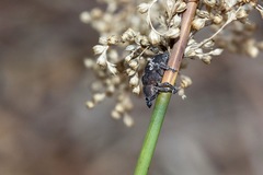 Oxyops fasciatus